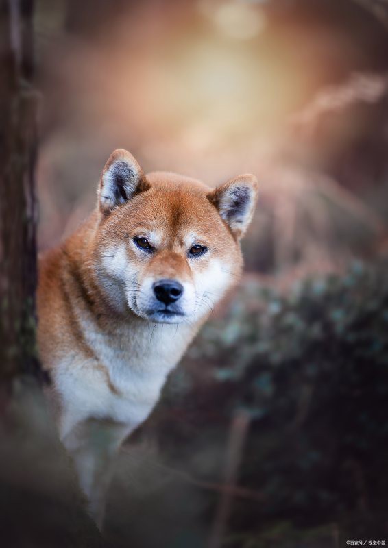 怎样评价狗头表情包doge？